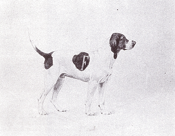 Un chien de l'équipage Fricon - Tiré de l'ouvrage Deux Siècles de Vènerie à travers la France - H. Tremblot de la Croix et B. Tollu (1988)